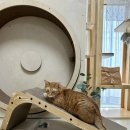 모던펫코리아 이미지