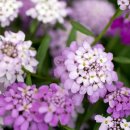 이베리스 이미지