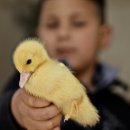 미운오리새끼 이미지