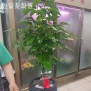 한일화원 - 천안시 서북구 불당11로 50-1 | 불당동꽃집 한일꽃화원, 하루의 피로를 날리는 공간!