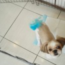 성내동물병원 이미지