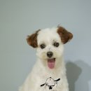 브라운 펫살롱 이미지