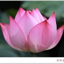 후용곡 | 관곡지와 연꽃 테마파크