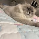 메디사랑약국 | 어린이 초등학생 얼굴 흉터 연고 관리가능? 메디리턴 사용기