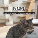 위드냥