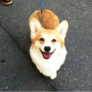 똥강아지 이미지