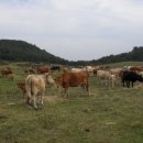 행운목장 이미지