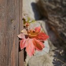 [가톨릭시니어합창단]★후기★천주교성지성음악순례#48 『어농성지』 &#34;가을 낙엽 밟으며 걷는 십자가의 길&#34; 이미지