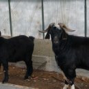 파주흑염소농장 이미지