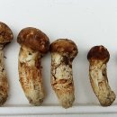 이포고등학교 이미지