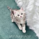 버디독 강아지분양 고양이분양 안심분양센터 인천점 이미지