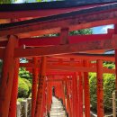 신사-113 | 도쿄 네즈 신사 &amp; 야나카긴자 방문 후기 (한적해용)