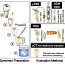 정대균 | 자연치 보존을 위한 복합레진 세미나에 다녀왔습니다^^