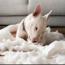 다루이(DARUI) 이미지