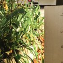 밤나무집 민박 이미지