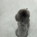 내동애견 이미지