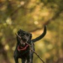 강아지테마파크 이미지