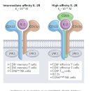 첨단기업로2R(2)-21 | IL-2 신약개발 글로벌 경쟁