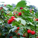 산딸기 - 김해시 번화1로68번길 19 | 산딸기