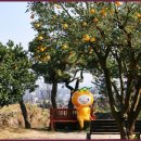 제주오케이렌터카 이미지