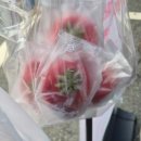 기장군농업기술센터 본관 | 2026 청주 딸기 팝업 페스타 축제 실시간 이강내쌀찐빵 디저트 먹고왔어요