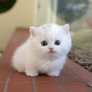 미유펫 동물병원 | 울산북구고양이분양 미유펫 후기가 증명하는 곳