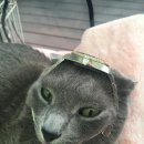 선동물병원 이미지