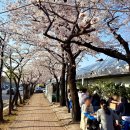 경마공원역 1번출구 | 경마공원역 맛집 [송이포장마차] 렛츠런파크 벚꽃 야장 포차 추천