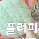 플러피펫 이미지