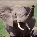 코끼리 동물병원 이미지