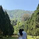 레이첼 | 치앙마이 사이프레스레인 인생샷 입장료, 화장실, 카페 레이첼 후기