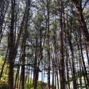 푸른숲 민박 | [가평] 푸른숲캠핑장 | 숲속데크 명당 사이트 &amp; 오토캠핑 솔직후기