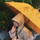 김민주 카카오 검색결과