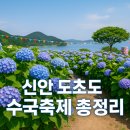 800만 송이 수국과 팽나무길이 어우러진 섬 여행｜신안 도초도 수국축제 총정리