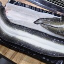 금빛장어 이미지