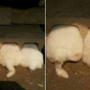 댕댕이 간식창고 이미지