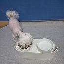 (주)더펫코리아