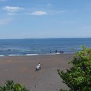 위미동백군락 이미지