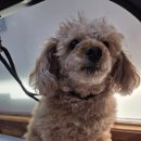 스포팅(SPORTING) | 계산동 애견미용 엄지네 멍멍이 살롱 : 푸들 '모모'의 스키니 스포팅+크라운컷 변신!