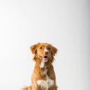 안녕, 내강아지 이미지