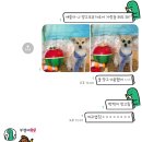 온달 그루밍 이미지