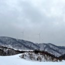 소나무목장 | 평창 여행 필수 코스 설원 감성 가득한 대관령 하늘목장