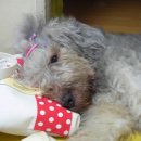 복이네 Daum카페
