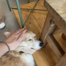 그냥,점례 이미지