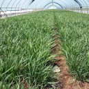 김경식 농장 이미지