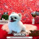 도그캐슬 강아지분양 다산점 | 대구애견카페, 대명동애견미용 "마이펫30" 찐 추천!