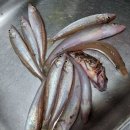 아라퀸피싱 이미지