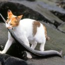 나도나도 이미지