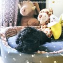 개냥이네 노원본점 | 하강이네:푸들키우기,분양고민,개껌_소개(feat.노원개냥이네,꼬뜨)