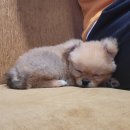 지금여기서행복하개 | 구리 남양주 애견카페 지금여기서행복하개 내돈내산 후기